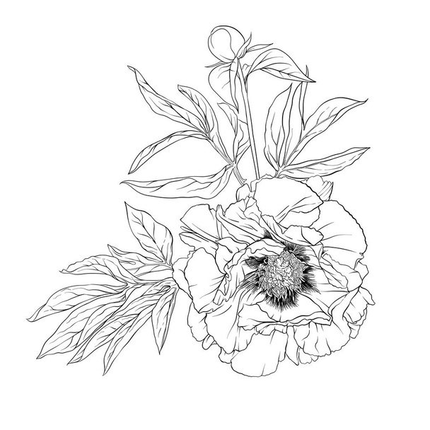 Peony flower. Element for design. - Vector, Image