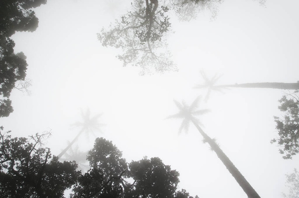Vista hacia arriba, escena brumosa del valle del Cocora con Ceroxylon quindiuense, palmas de cera
. - Foto, imagen
