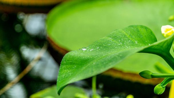 Κοντινό πλάνο ενός φύλλου με σταγόνες νερού μετά τη βροχή - Φωτογραφία, εικόνα