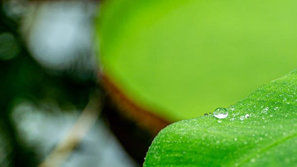 Close up of a water drop on a leaf - Photo, Image