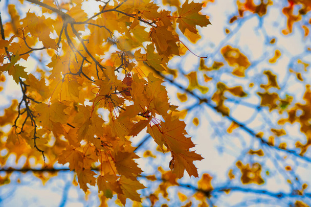 秋にはもみじの枝に太陽の光が輝き - 写真・画像