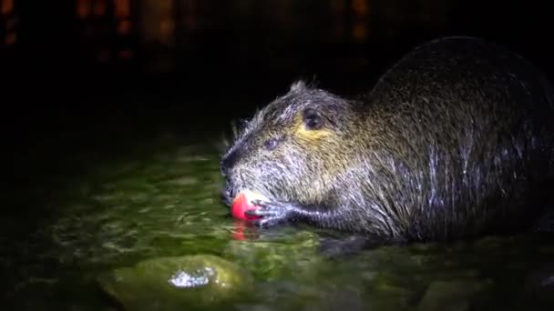 Nutria And Apple. Funny ugly nutria, Myocastor coypus, big rodent, standing water holding in hands apple and eating. nutria eats a red apple at night in the lake lago di garlate Lecco city in italy - Footage, Video