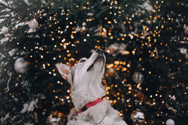 mixed breed dog posing by a christmas tree outdoors - Photo, Image