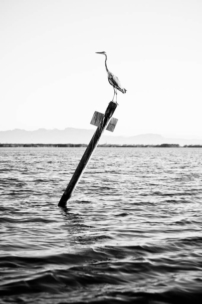 Κορμοράνο σκαρφαλωμένο σε μια πινακίδα στη μέση μιας λίμνης, μαύρο και w - Φωτογραφία, εικόνα