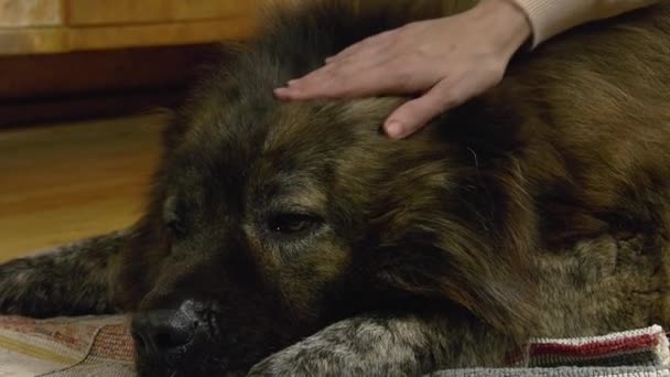 Female hand stroking the lying Caucasian shepherd on the head. A big brown shaggy dog lies on a homespun rug and a hand gently fingering the hair on his head. - Video