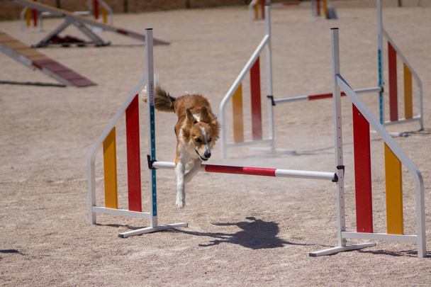 美しい犬ジャンプや敏捷性スポーツの練習を実行 - 写真・画像