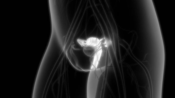 Female Reproductive System with nervous system and urinary bladder. 3D - Illustration - 写真・画像
