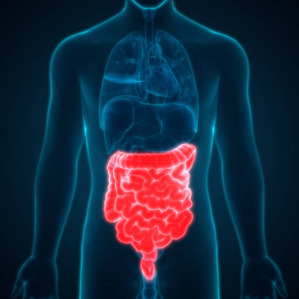 Anatomia do sistema digestivo humano (estômago com intestino pequeno). 3D
 - Foto, Imagem