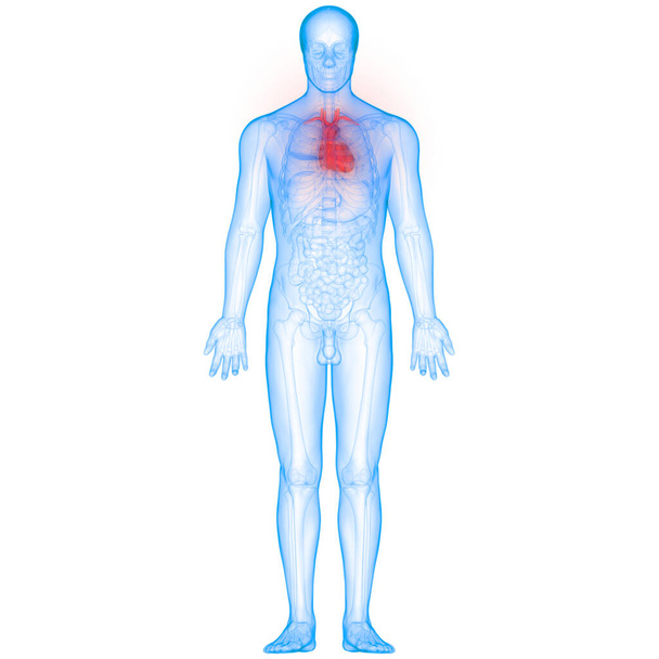 İnsan Kalbi Anatomisi. 3D - Görüntü - Fotoğraf, Görsel