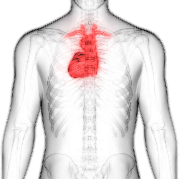 Human Heart Anatomy. 3D - Illustration - 写真・画像