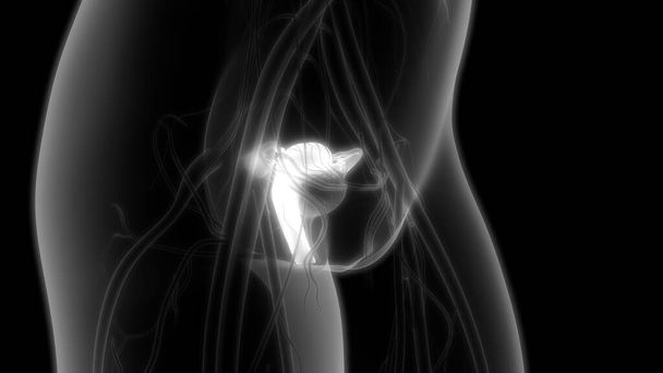 Kobiecy układ rozrodczy z układem nerwowym i pęcherzem moczowym. 3d - Ilustracja - Zdjęcie, obraz
