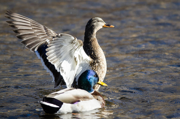 Mallard Duck Stretching Its Wings While Resting on the Water - Photo, Image