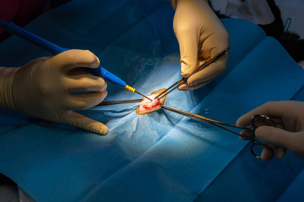 Incision chirurgicale avec pinces à dissection et scalpel électrique de l'abdomen d'un chat
 - Photo, image