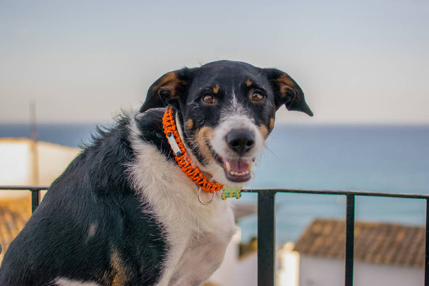 cutie σκυλιά μοντελοποίηση για την κάμερα με όμορφο τοπίο - Φωτογραφία, εικόνα