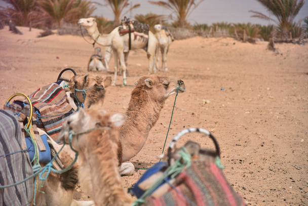 Lähi-idän kameli aavikolla. Afrikka, Saharan autiomaa kameralla
 - Valokuva, kuva