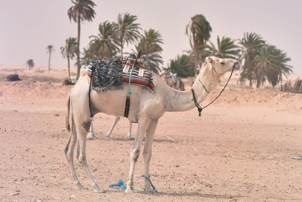 Çölde Orta Doğu develeri. Afrika, Sahra Çölü - Fotoğraf, Görsel