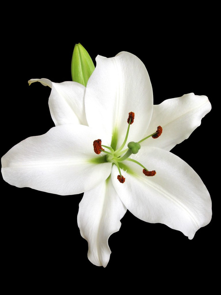 Белая лилия
 - Фото, изображение
