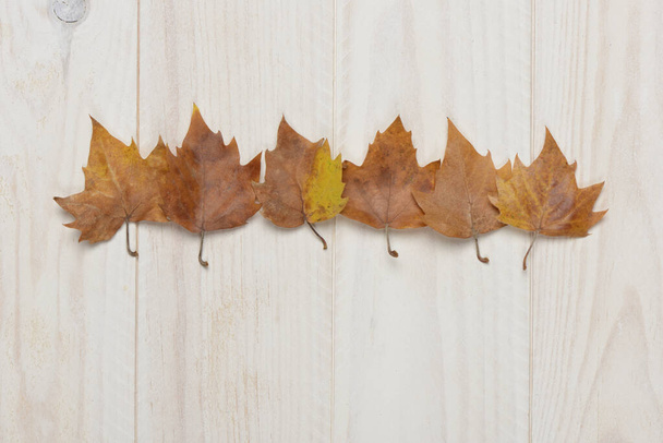 白木の背景に乾燥した葉、秋のコンセプト - 写真・画像