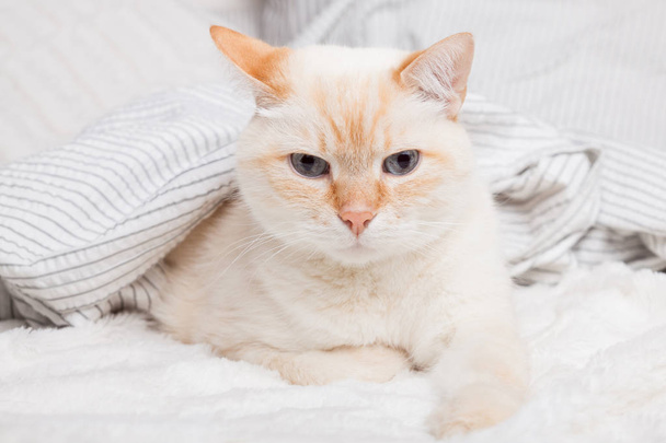 Jeune chat de race mixte rouge roux ennuyé sous plaid rayé gris clair et blanc dans une chambre contemporaine. L'animal se réchauffe sous la couverture par temps froid d'hiver. Animaux amicaux et concept de soins
. - Photo, image