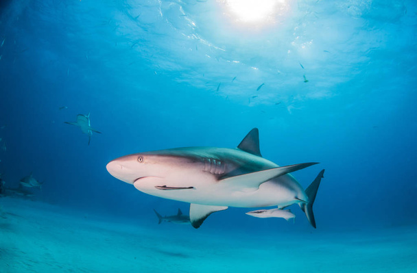 Caribbean reef shark, Bahama-szigetek - Fotó, kép