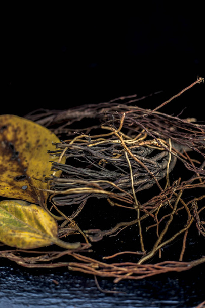 Colpo da vicino di radici aeree di taglio di albero di banyan insieme con alcune foglie di banyan di colore giallo asciugate con esso su una superficie nera. Colpo verticale
. - Foto, immagini