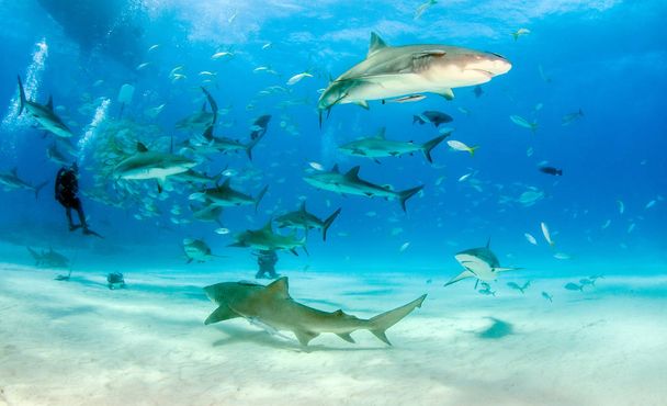 Лимонна акула і рифова акула на Багамських островах. - Фото, зображення