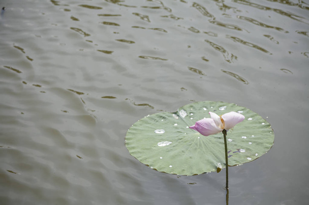 Flor de loto en el estanque / Flores de loto en una piscina tropical
 - Foto, imagen