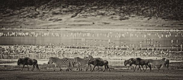 Cebras y ñus caminando junto al lago en el cráter de Ngorongoro, Tanzania, flamencos en el fondo - Foto, imagen