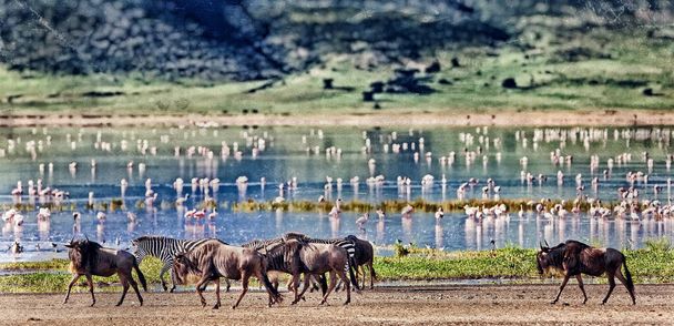 Cebras y un ñus caminando junto al lago en el cráter de Ngorongoro, Tanzania, flamencos en el fondo - Foto, imagen