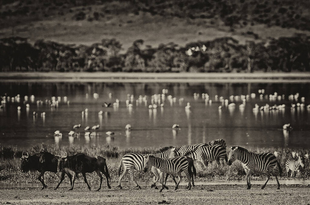 Cebras y un ñus caminando junto al lago en el cráter de Ngorongoro, Tanzania, flamencos en el fondo - Foto, imagen