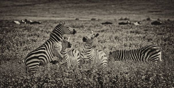 Zebre nel Parco Nazionale del Serengeti, Tanzania - Foto, immagini