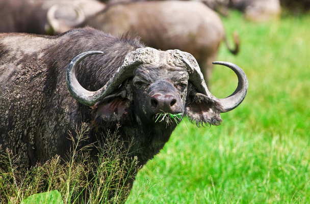 Buffels in de Ngorongoro Crater, Tanzania - Foto, afbeelding