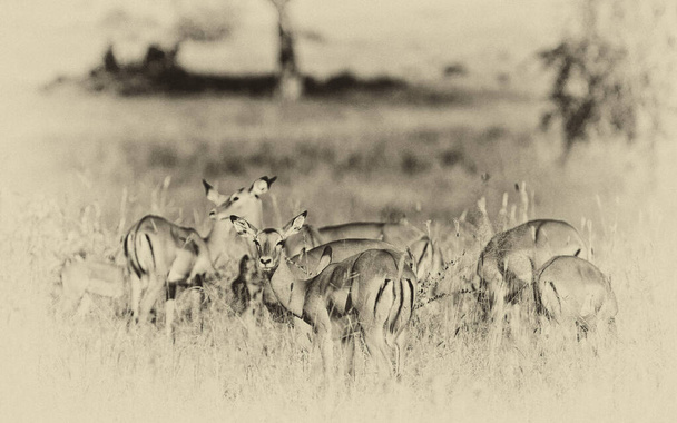 Impala Antelopes en el Parque Nacional Kruger, Sudáfrica - Foto, Imagen