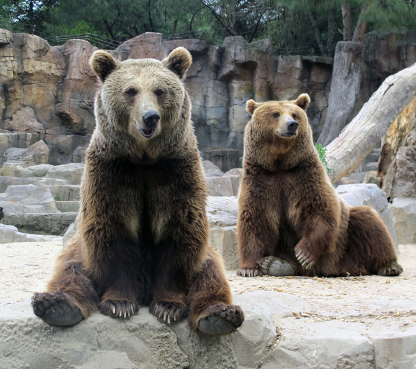 Grizzly - Photo, Image