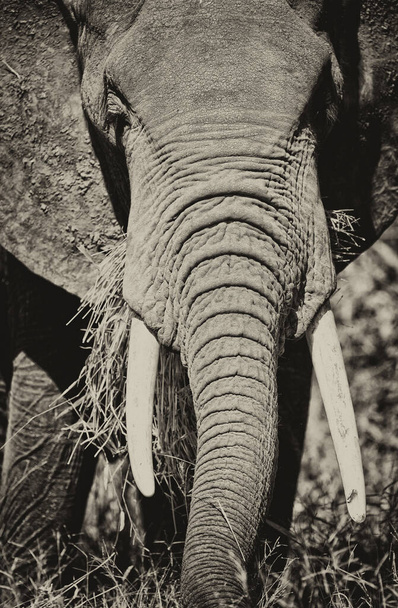 Riesiger afrikanischer Elefant im Serengeti-Nationalpark in Tansania - Foto, Bild