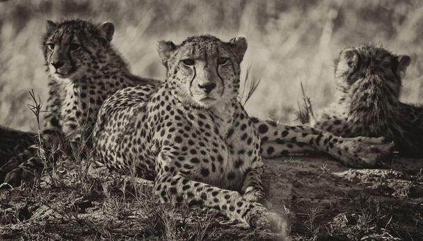 Familia Cheetah descansando en su hábitat natural - Foto, Imagen