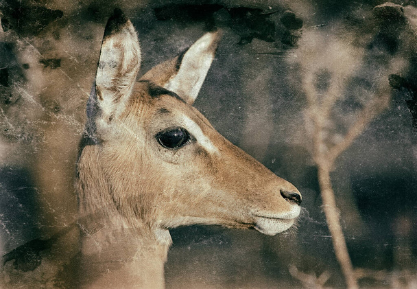 Impala Antelopes in the Kruger National Park, South Africa - Valokuva, kuva
