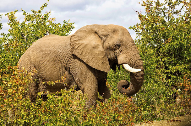 Elefantes africanos no Parque Nacional Kruger, África do Sul - Foto, Imagem