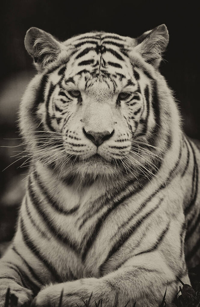 Белый бенгальский тигр - Фото, изображение