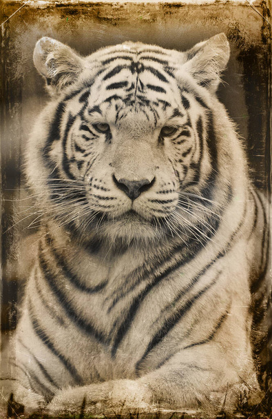 Λευκός τίγρης της Βεγγάλης - Φωτογραφία, εικόνα