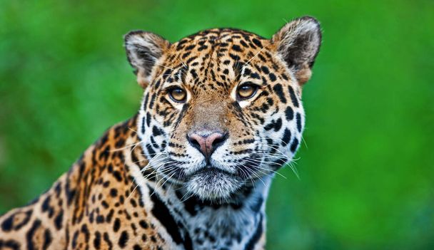 Retrato de leopardo em seu habitat natural no delta do Okavango. - Foto, Imagem