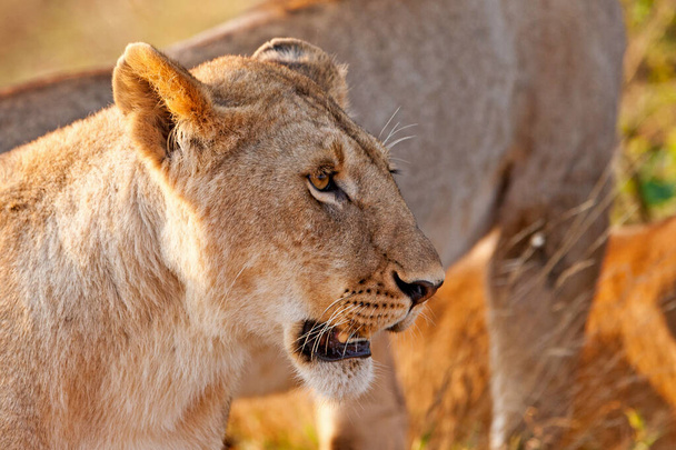 African female lion in Hlane National Park, Swaziland - Photo, Image