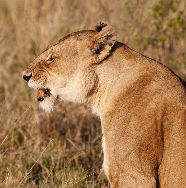 Afrikaanse vrouwelijke leeuw in Hlane National Park, Swaziland - Foto, afbeelding