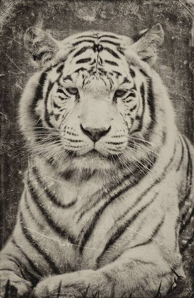 білий бенгальський тигр
 - Фото, зображення