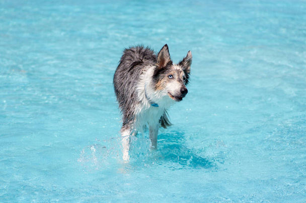σκύλους που παίζουν και κολυμπούν στην πισίνα - Φωτογραφία, εικόνα