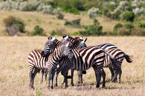 Zebras im Serengeti-Nationalpark, Tansania - Foto, Bild