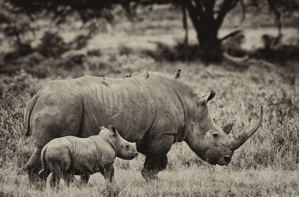 Rhinoceros with her calf in the Lake Nakuru National Park, Kenya - Photo, Image
