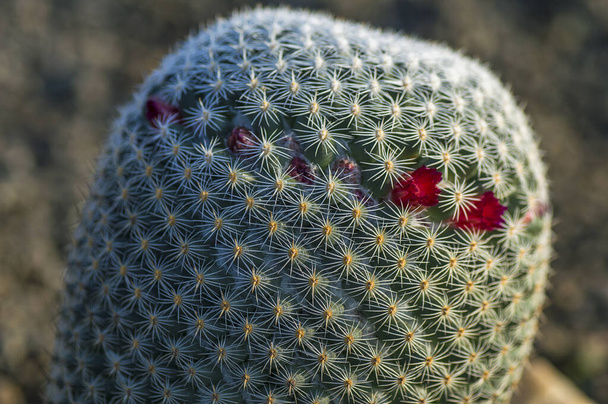 Cactus plant in park - Φωτογραφία, εικόνα