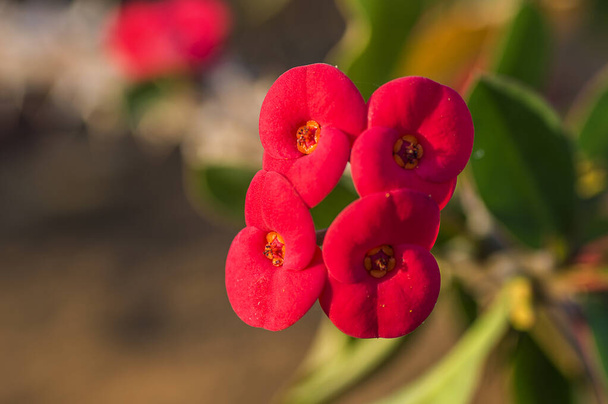 Red cactus flower - Fotoğraf, Görsel