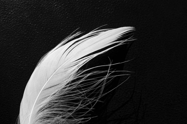 White fluffy swan feather on black background, macro. Concept of - Photo, image